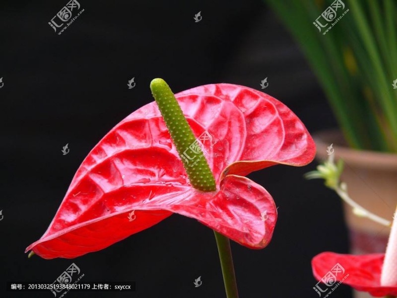 什么是火鹤花 火鹤花怎么养叶子绿开花多
