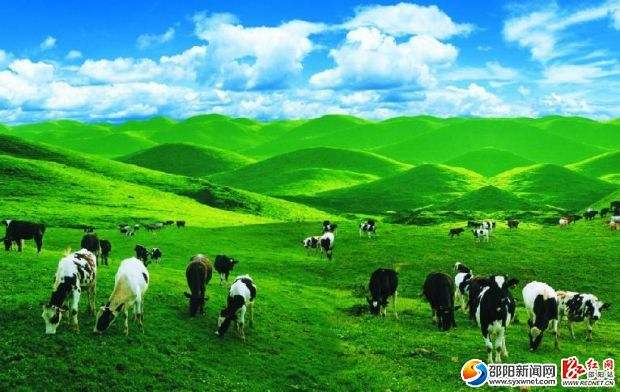 南山乳业：攻克难关 不断提高牛奶质量