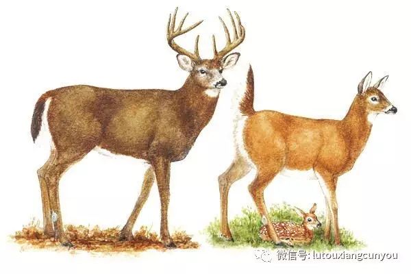 尊龙凯时人生就是博z6com品牌手机有哪些